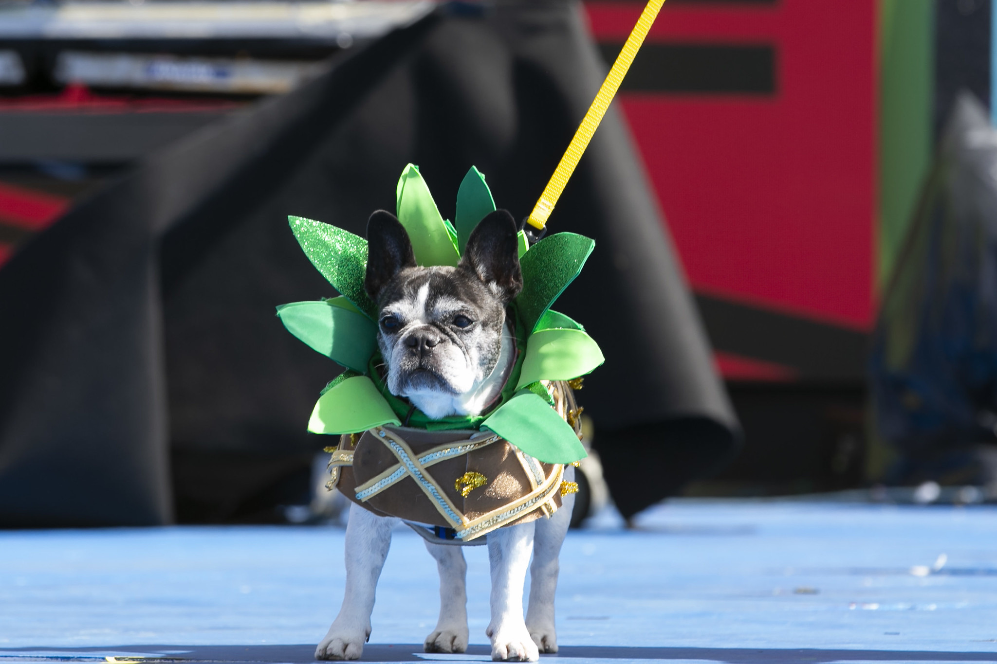 Carnival week for pets