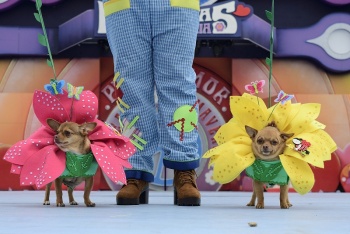 Carnaval canino y el Carnaval de día en Santa Catalina animan la mañana del domingo
