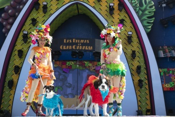 Laufsteg frei für Hunde beim Karneval von Las Palmas de Gran Canaria