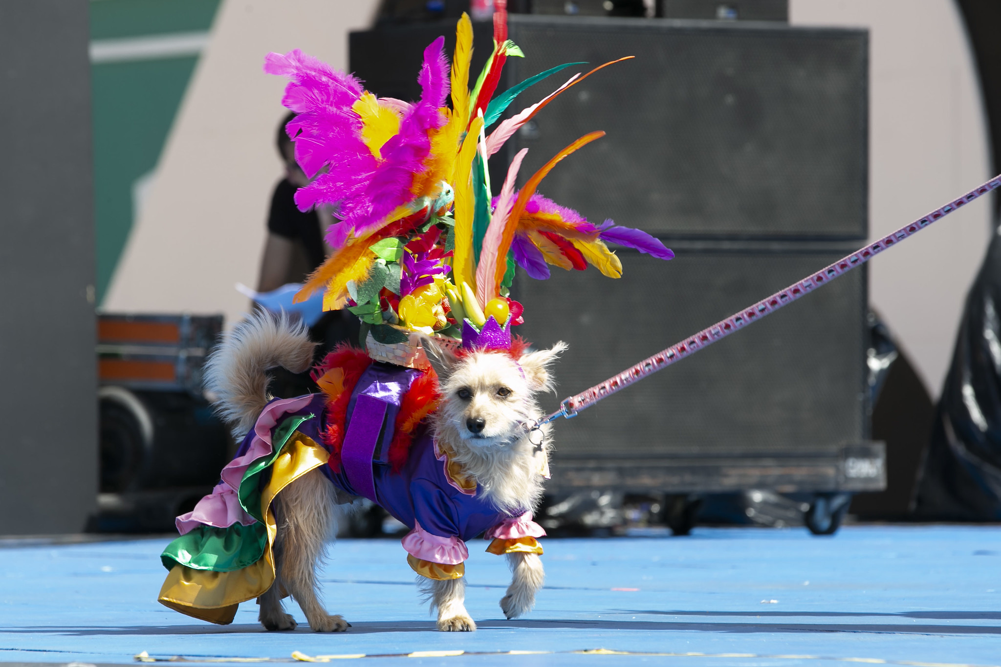 Dogs’ parade in the Carnival of Las Palmas de Gran Canaria