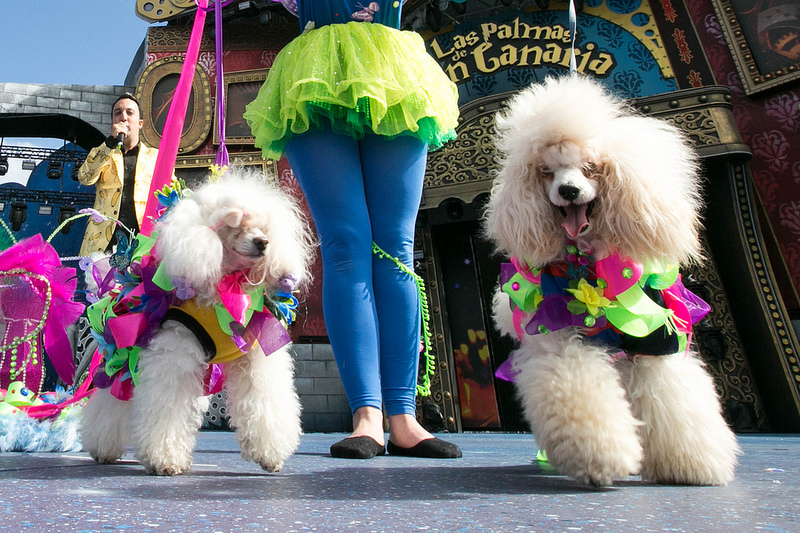 dog carnival